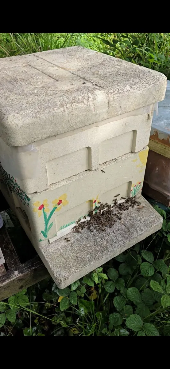 Bees. National poly hive - Image 2