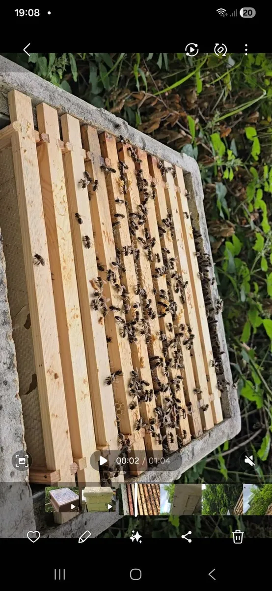 Bees. National poly hive - Image 4