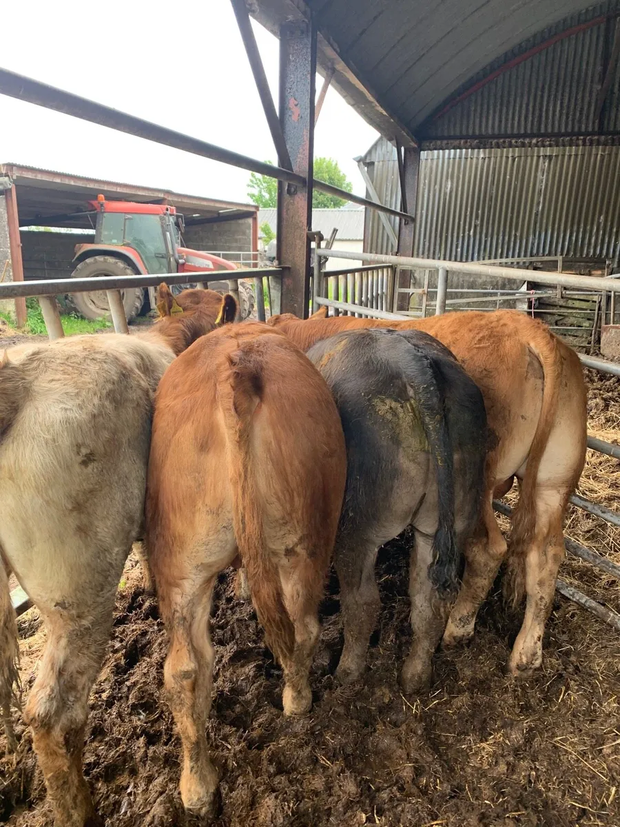 5 Super Quality LMX and CHX bullocks for sale - Image 2