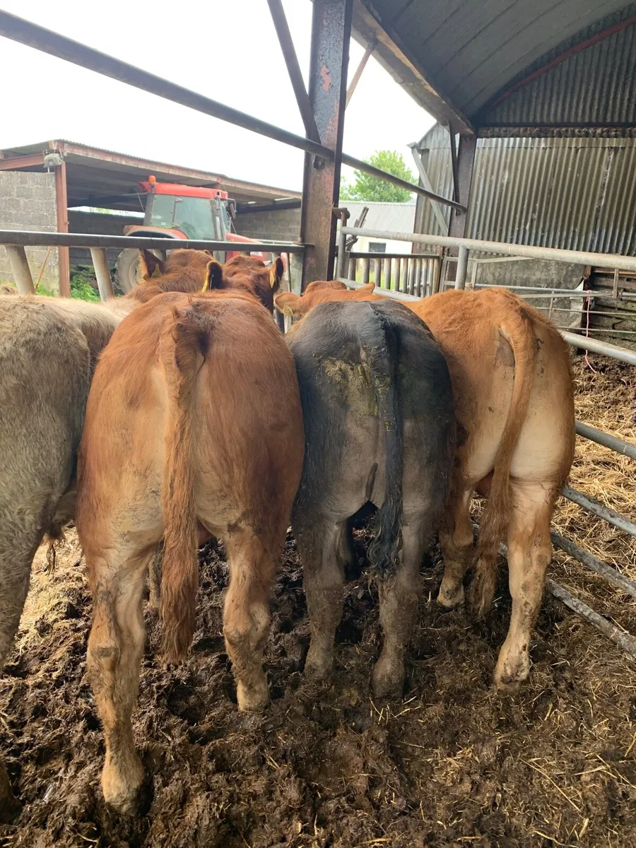 5 Super Quality LMX and CHX bullocks for sale - Image 1