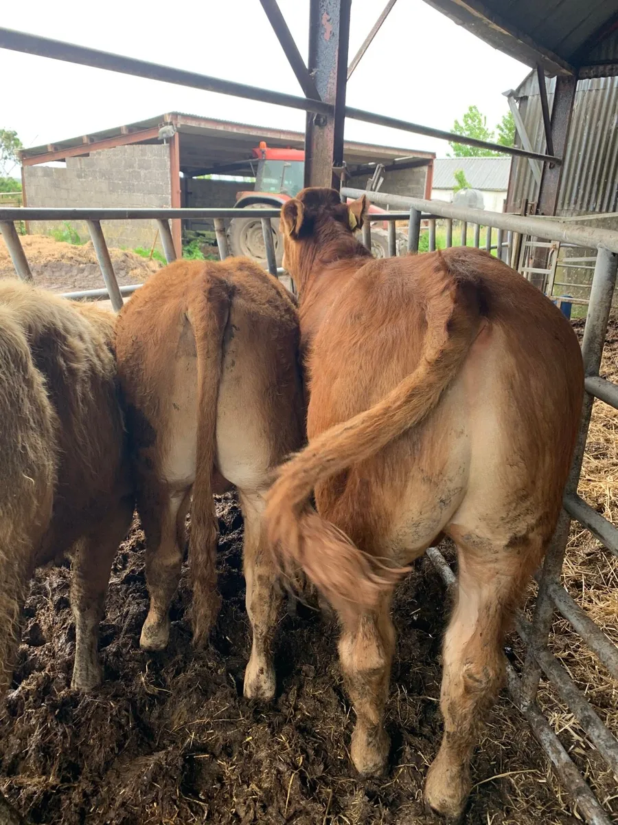 5 Super Quality LMX and CHX bullocks for sale - Image 3