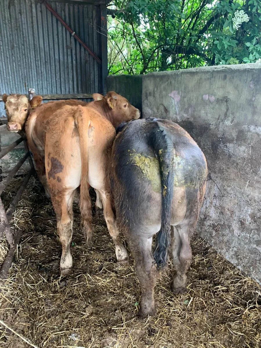 5 Super Quality LMX and CHX bullocks for sale - Image 4