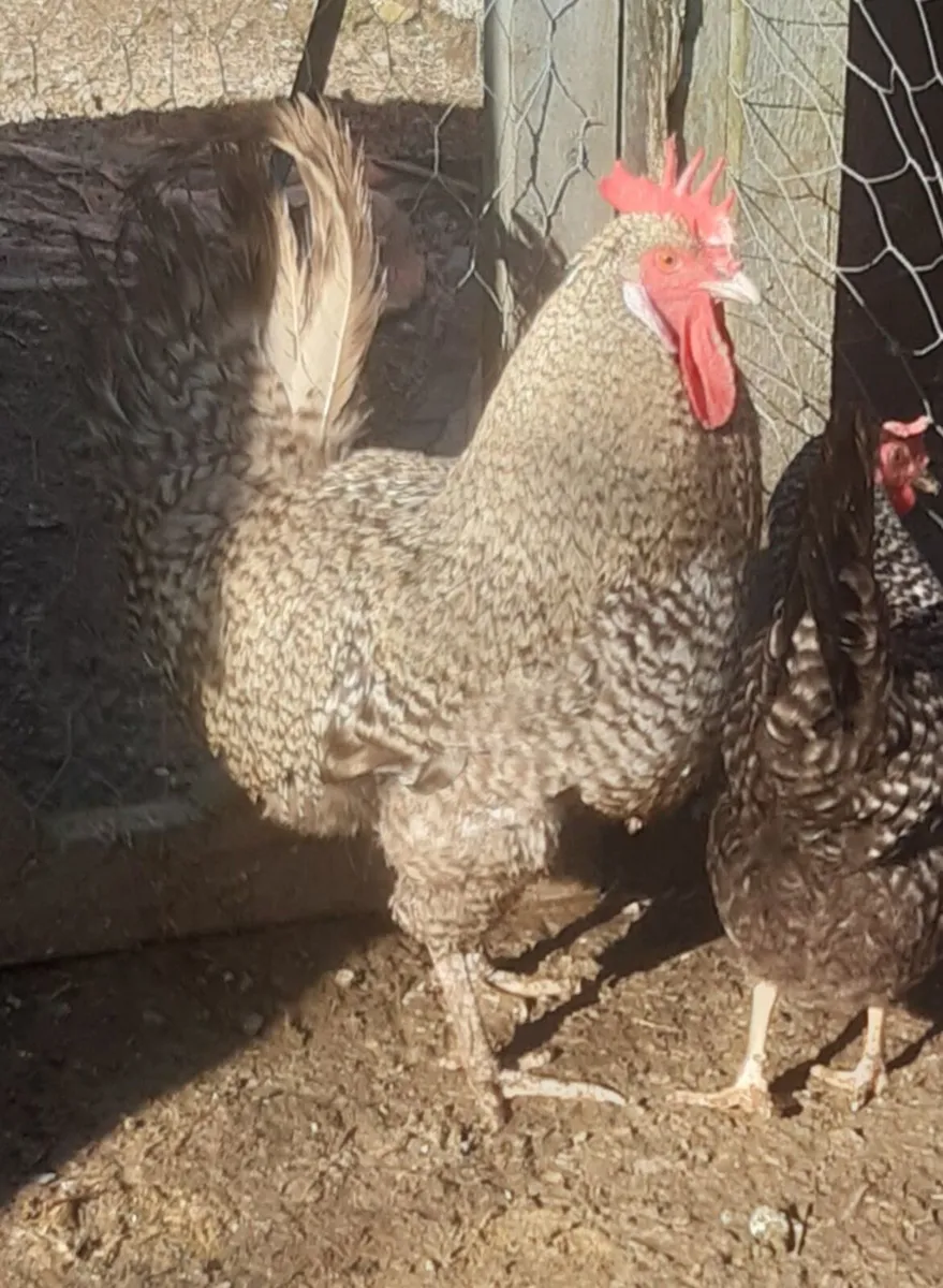Poultry chickens ducks growers - Image 4