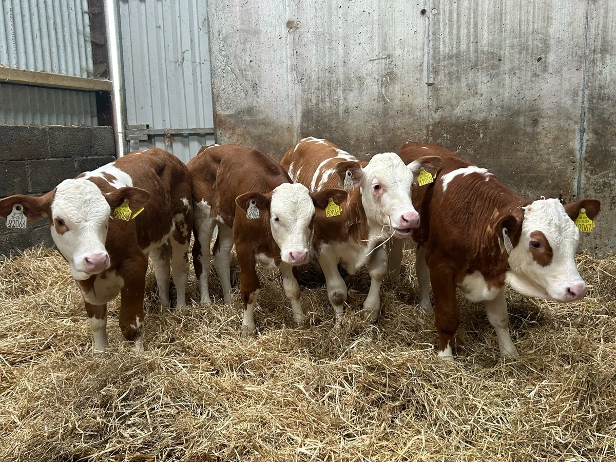 4 Super Simmental Heifers - Image 2