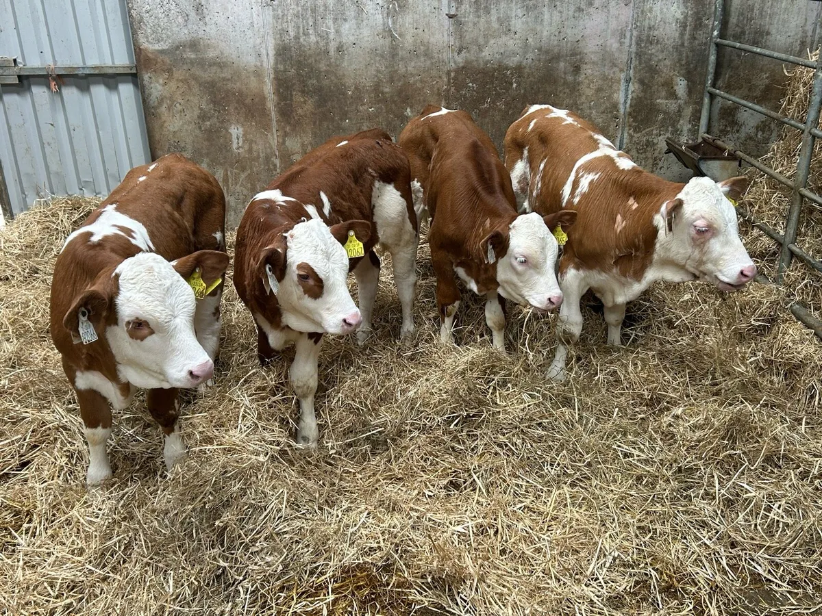 4 Super Simmental Heifers - Image 3