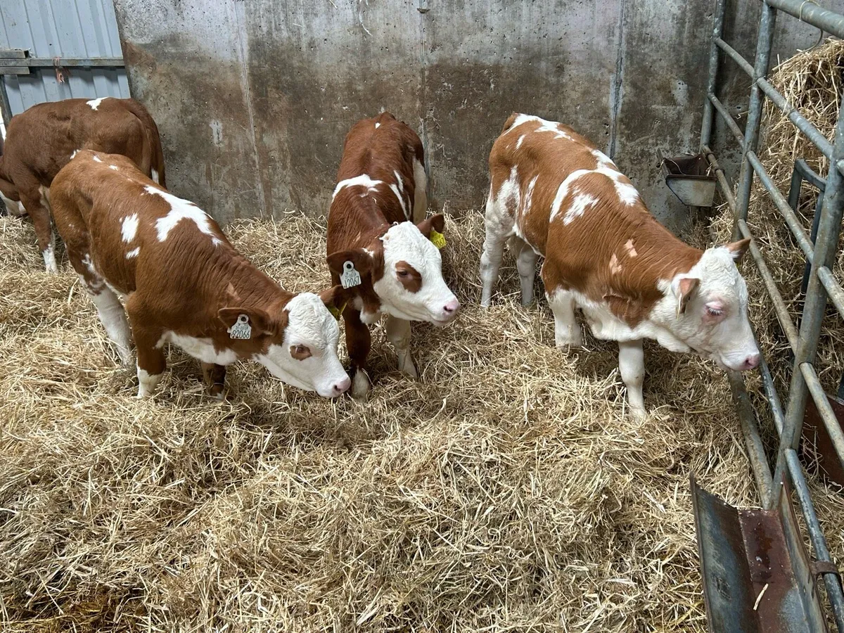 4 Super Simmental Heifers - Image 4