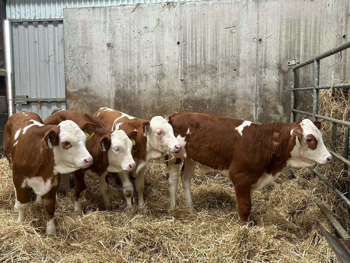 4 Super Simmental Heifers - Image 1