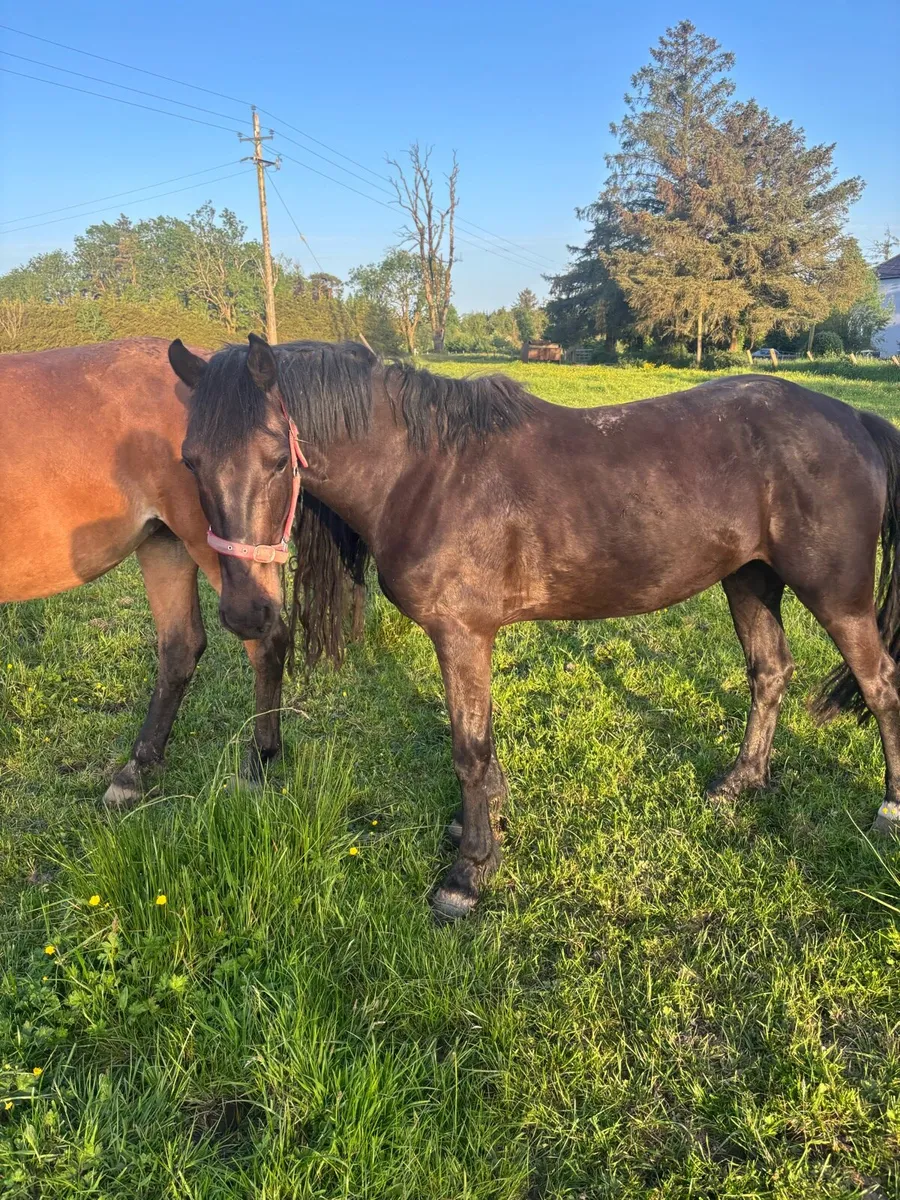 4yr old black 14.2 gelding - Image 4