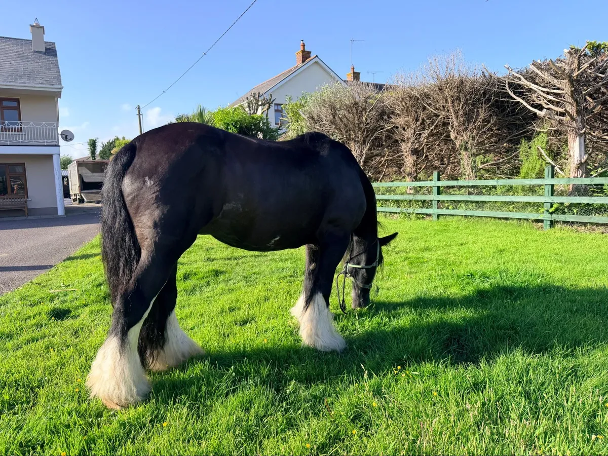 Heavy Mare in foal - Image 1