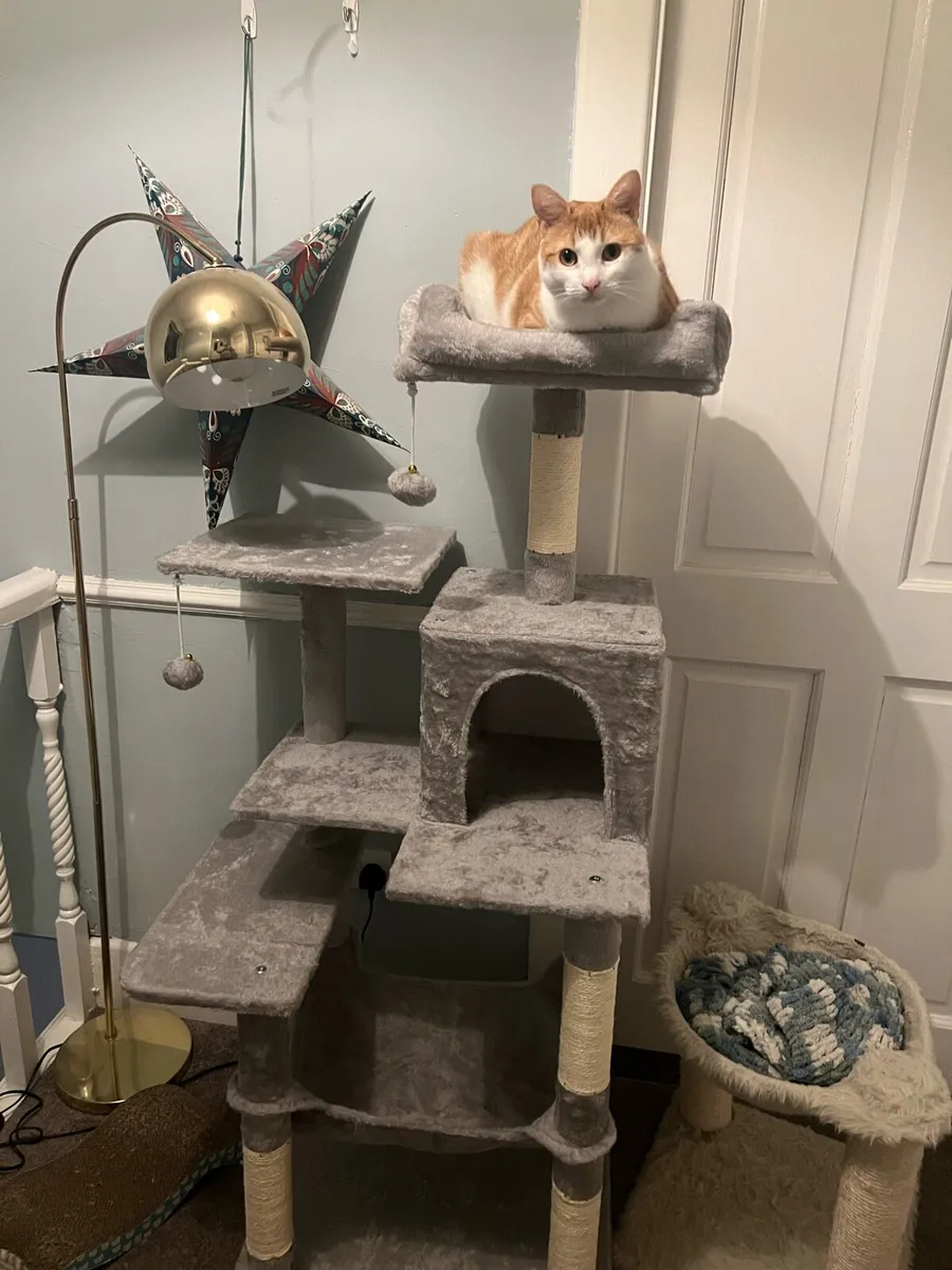 Pair of loveable house cats - Image 3