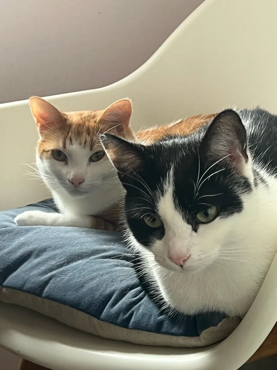 Pair of loveable house cats - Image 1