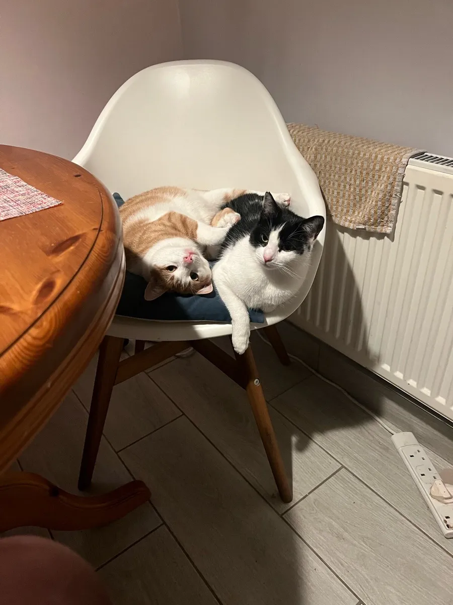 Pair of loveable house cats - Image 4
