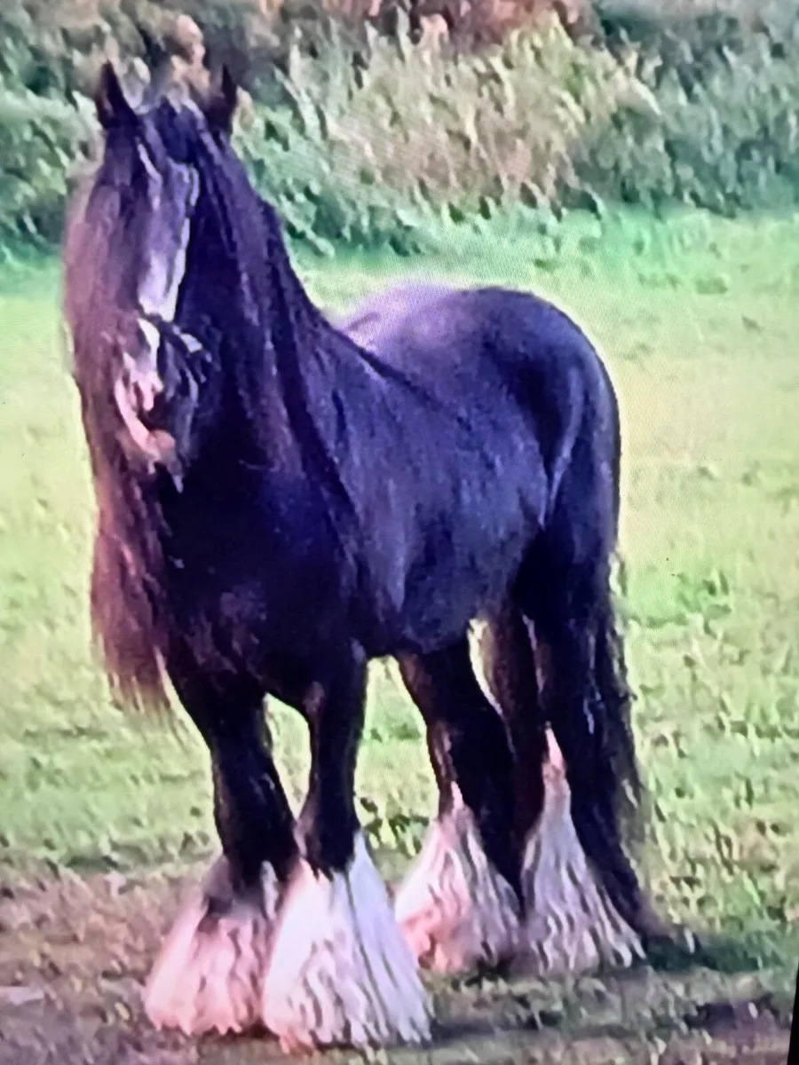 Heavy Mare in foal - Image 3