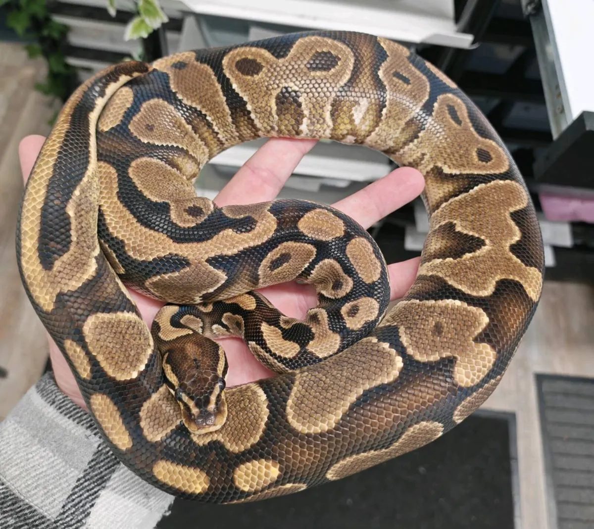 Royal python