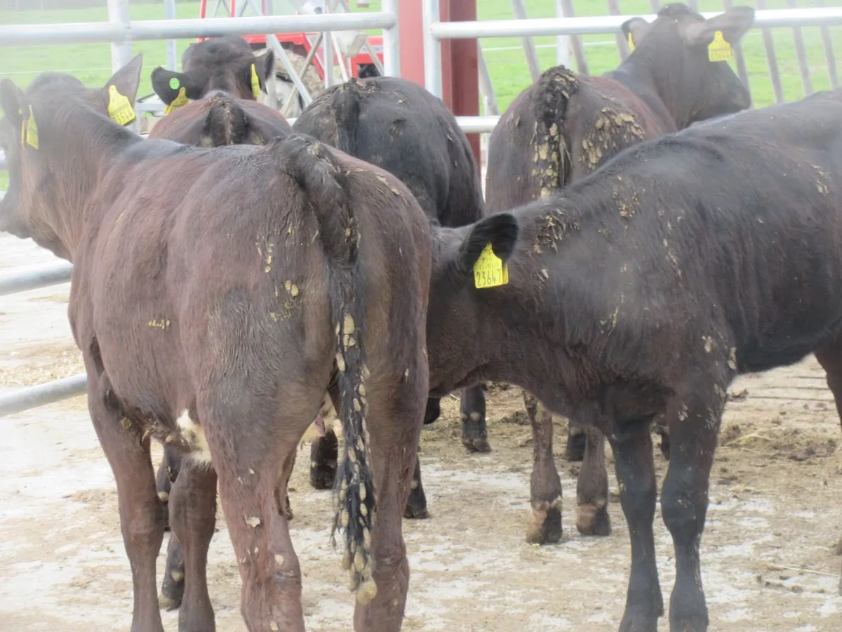 5 LIMOUSIN HEIFERS 5 STAR GENOTYPED - Image 3