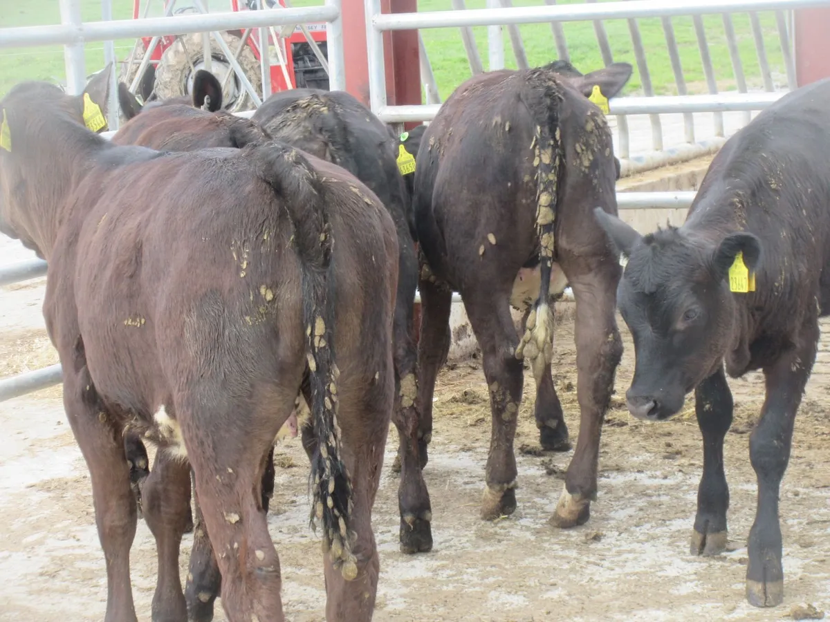 5 LIMOUSIN HEIFERS 5 STAR GENOTYPED - Image 4