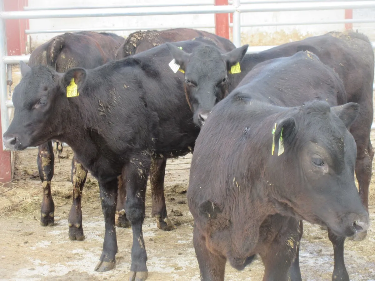 5 LIMOUSIN HEIFERS 5 STAR GENOTYPED - Image 2