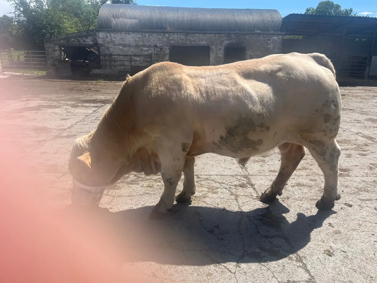 Charolais 5 star bull SCEP eligible - Image 4