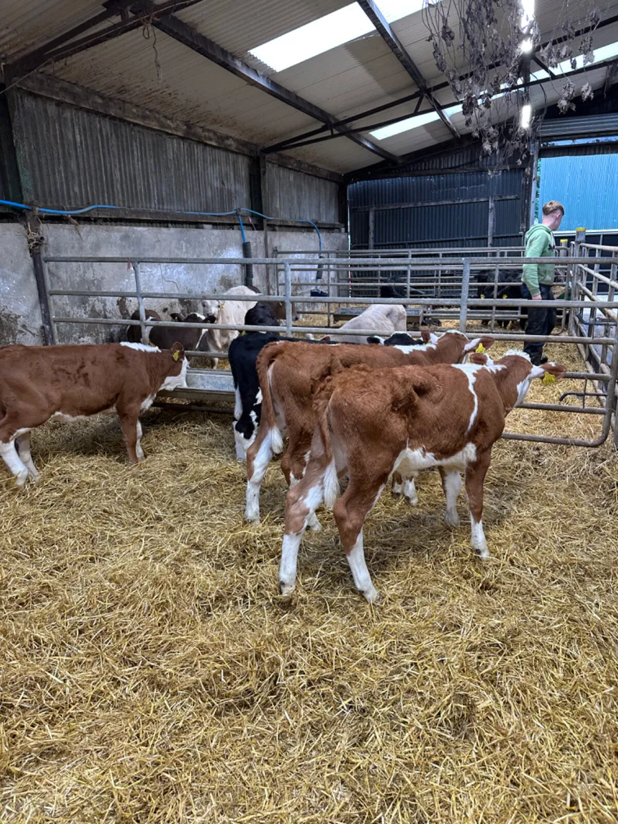 Hereford heifers - Image 1
