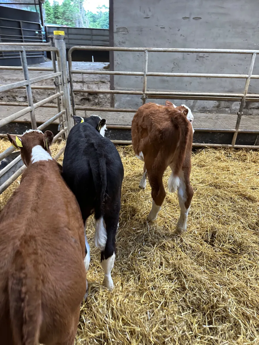 Hereford heifers - Image 4
