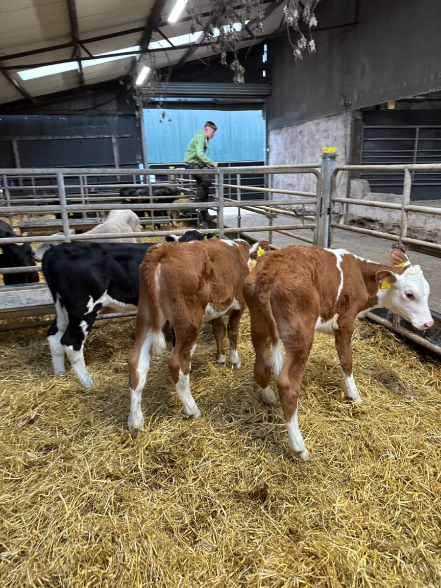 Hereford heifers - Image 3