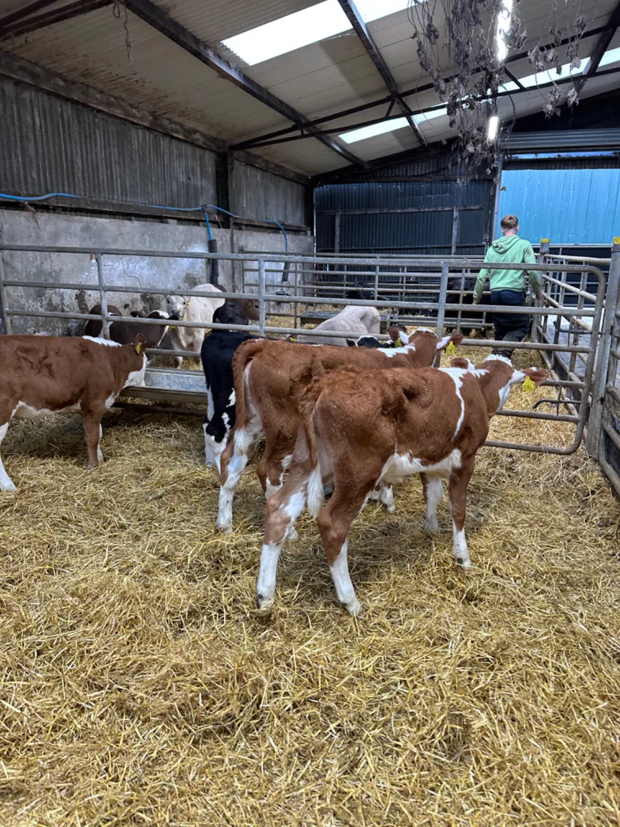 Hereford heifers - Image 2