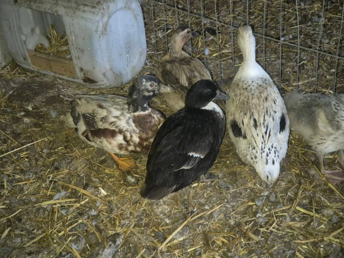 Pb hens and ducks - Image 3