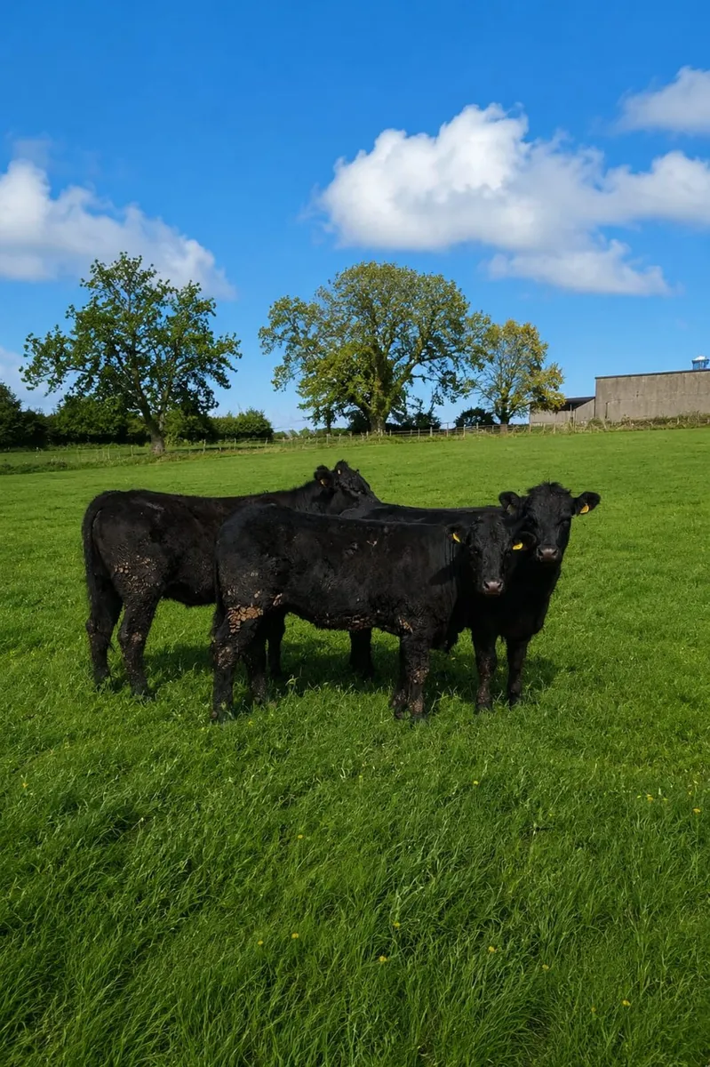 Breeding heifers - Image 1