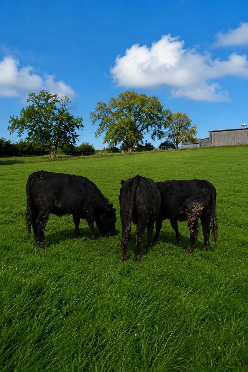 Breeding heifers - Image 3