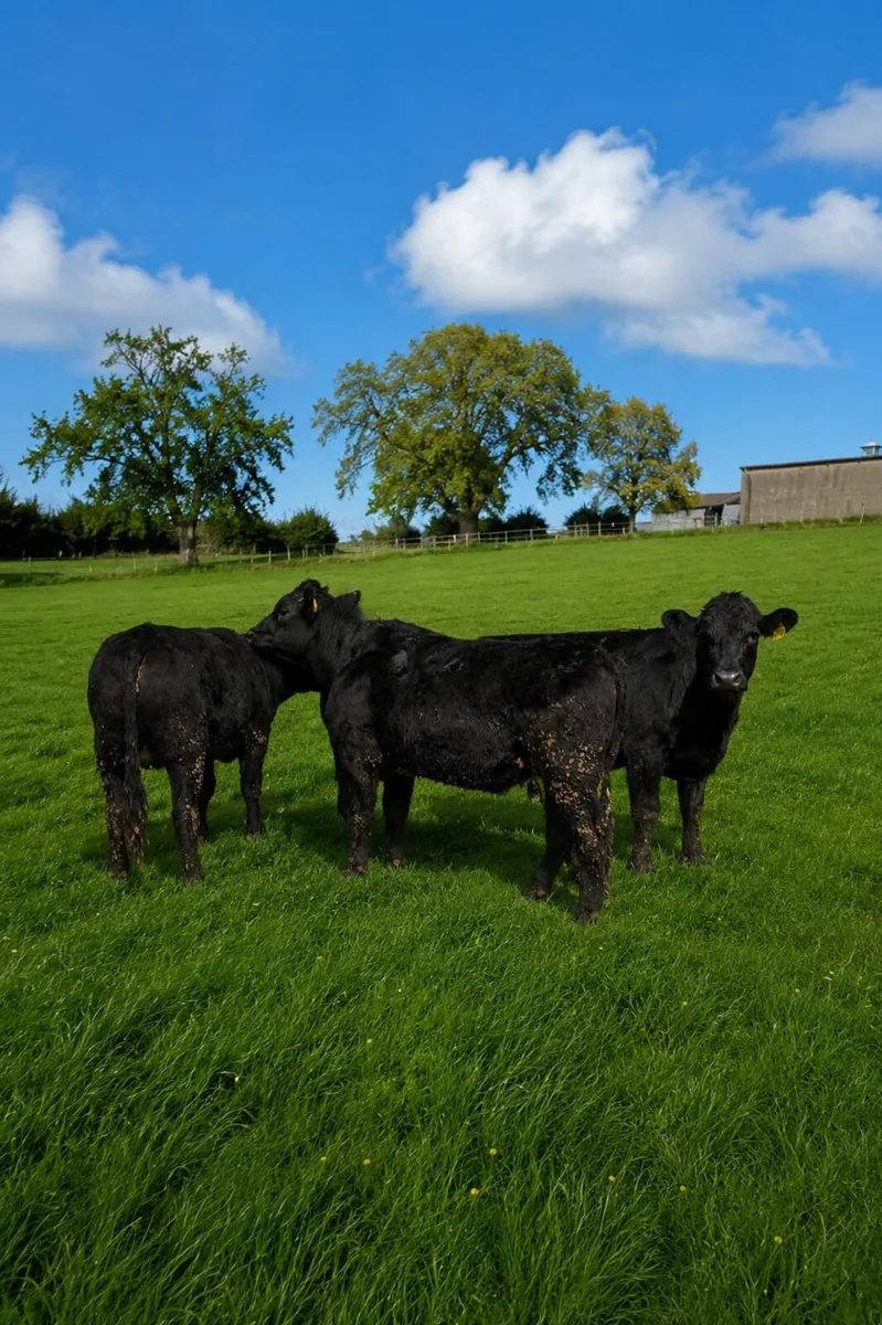Breeding heifers - Image 2