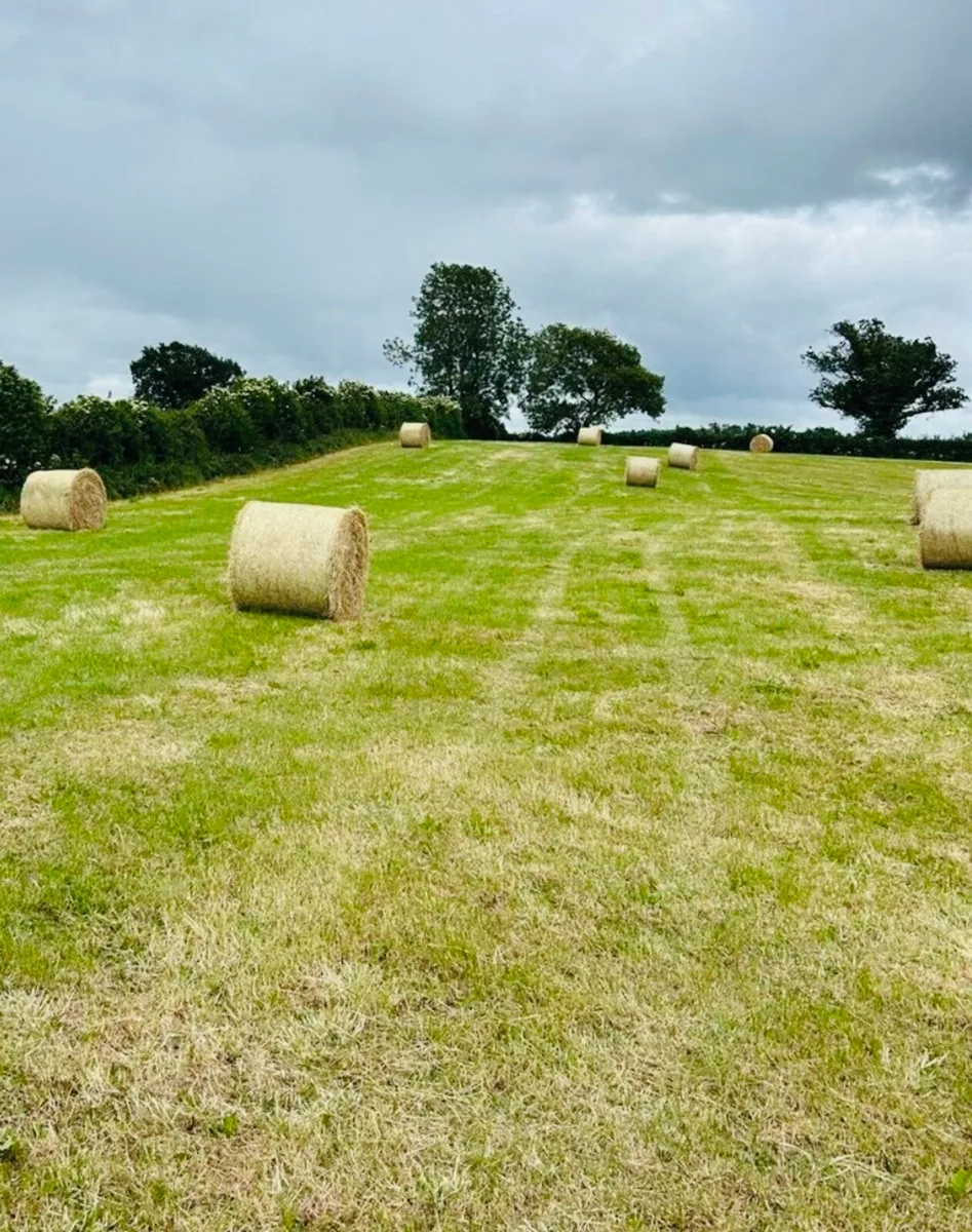 Hay for Sale - Image 1
