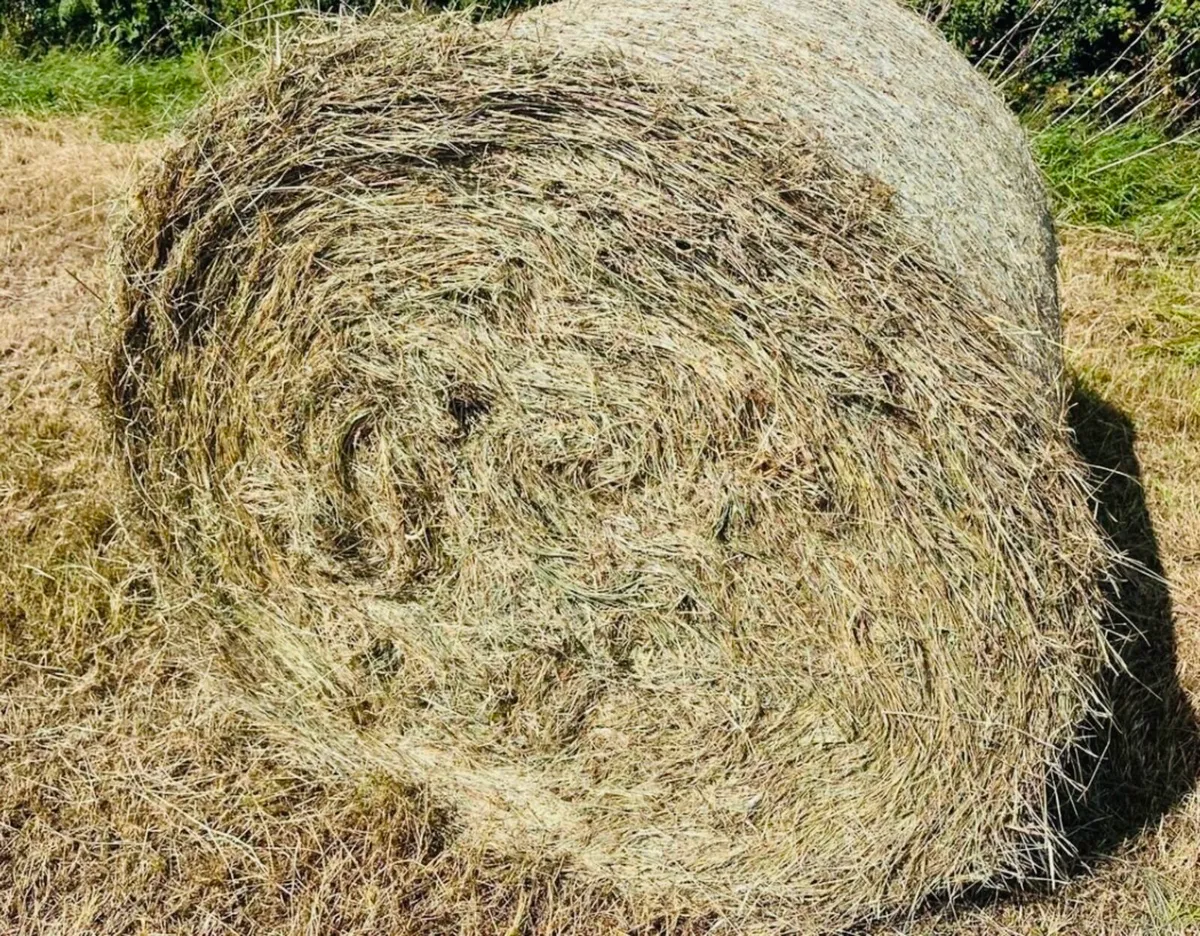 Hay for Sale - Image 2