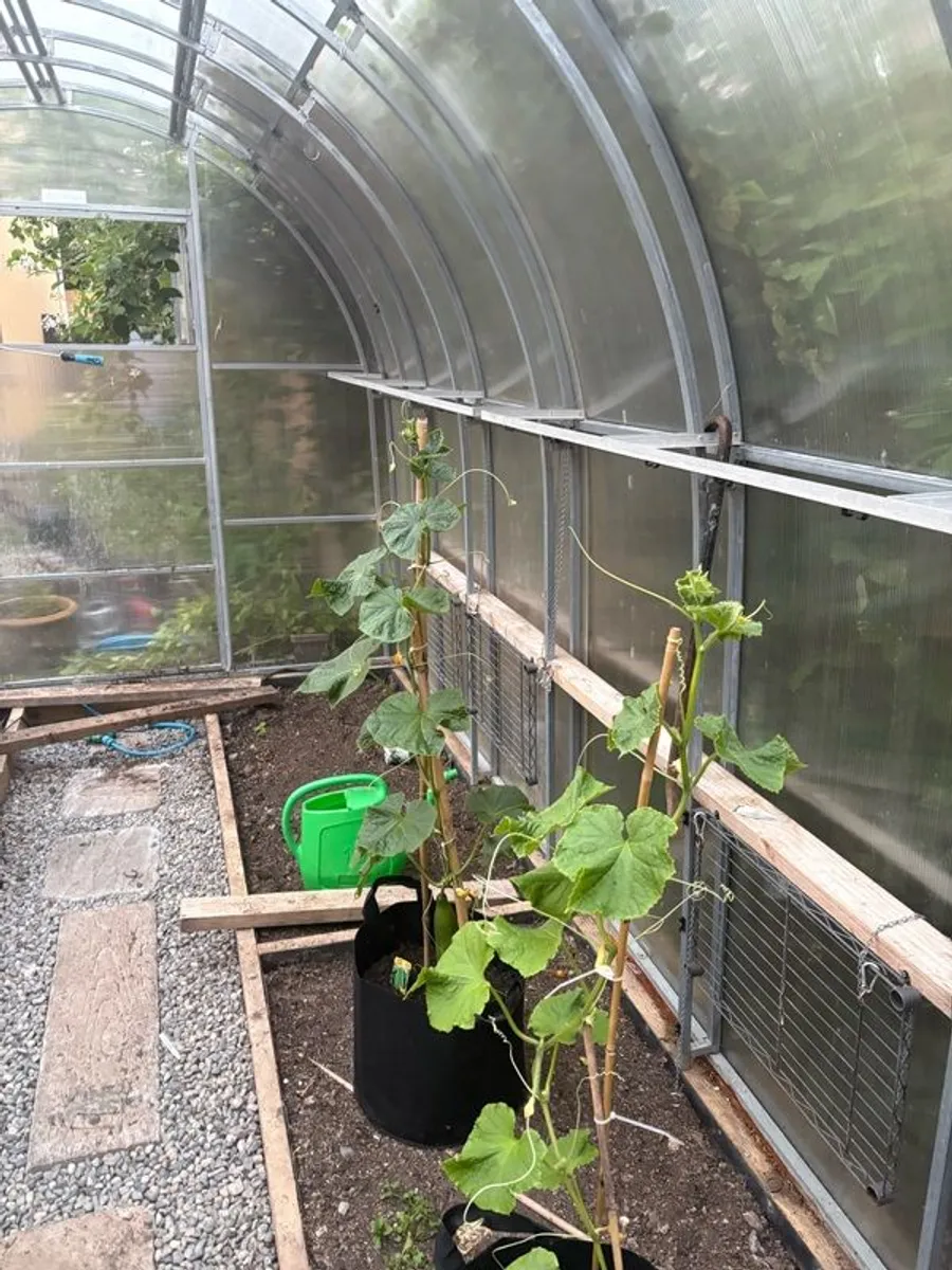 green house / Polly tunnel - Image 4