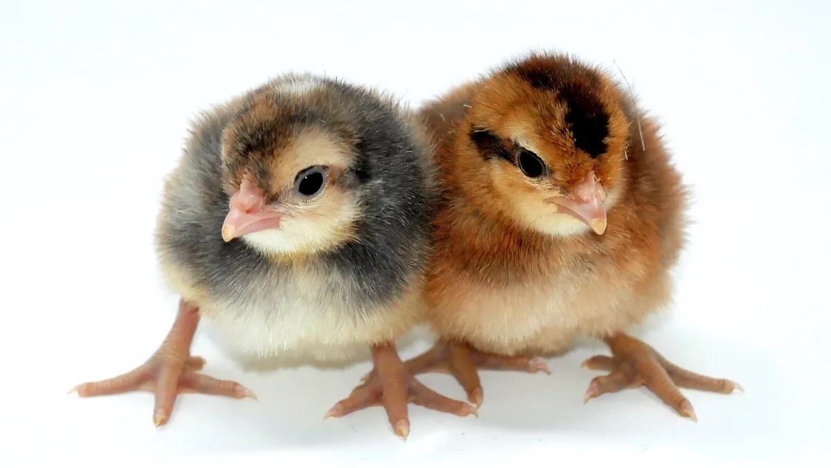 Chicks, Chicks and more Chicks- Pure Breed - Image 2