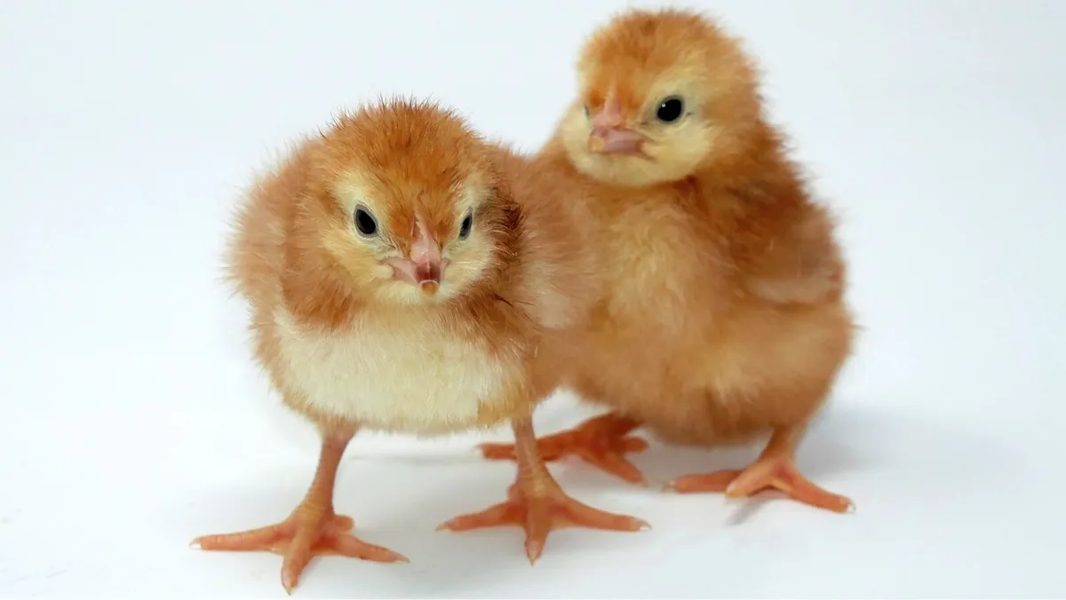 Chicks, Chicks and more Chicks- Pure Breed - Image 3
