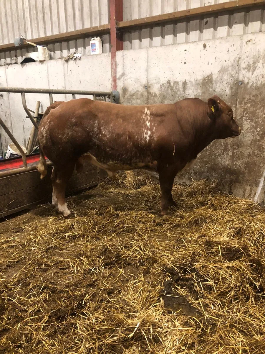 Hybrid Bull - Image 1
