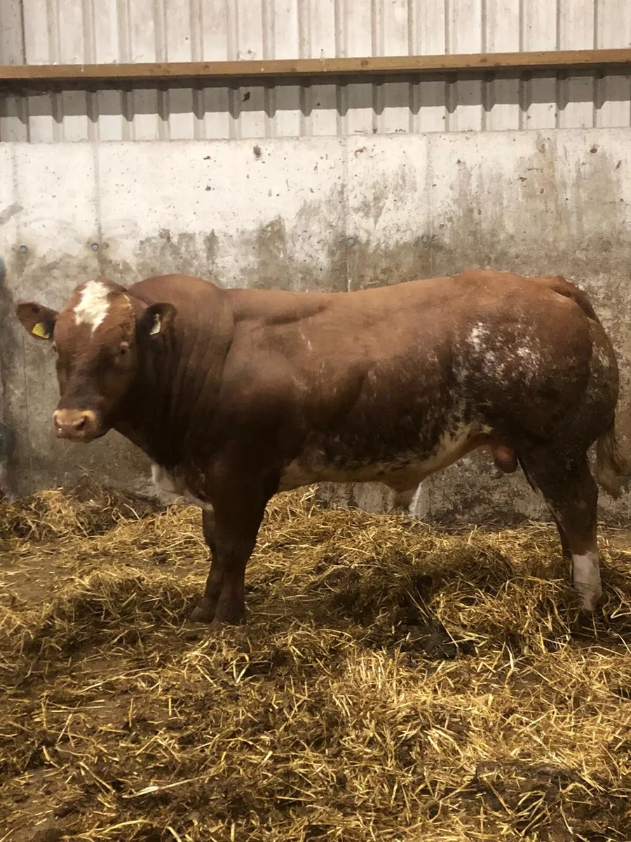 Hybrid Bull - Image 2