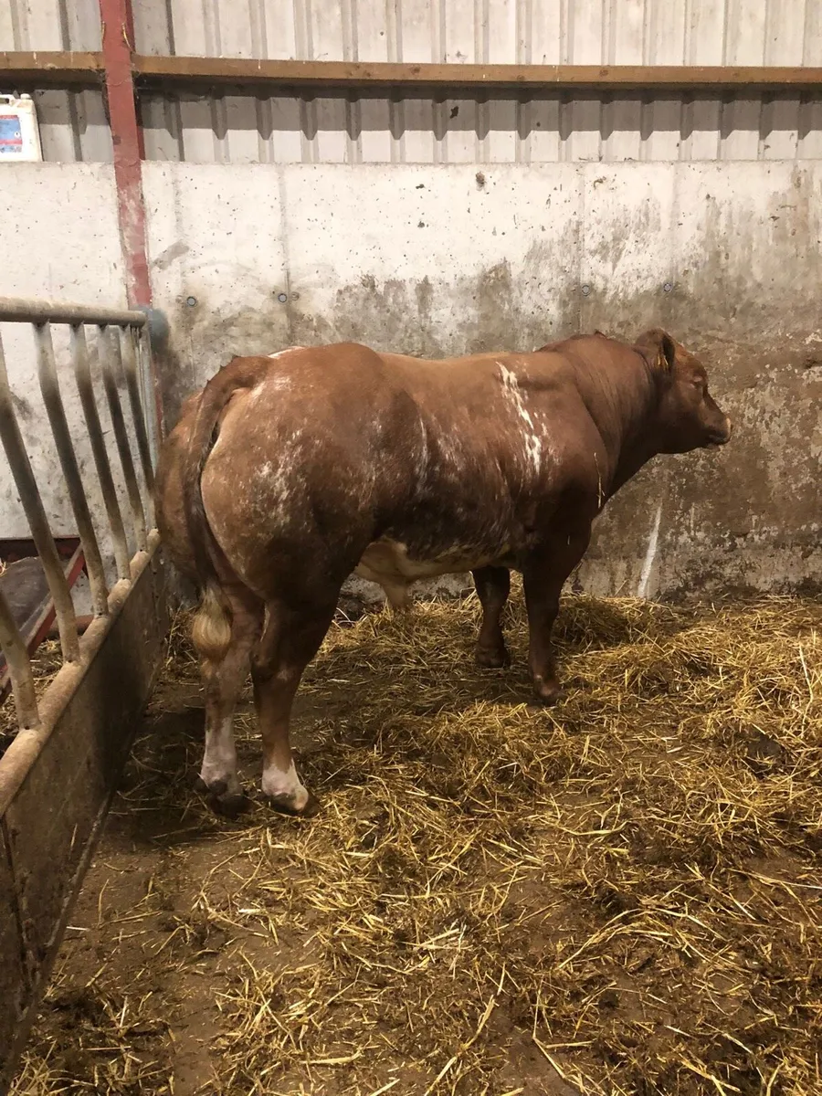 Hybrid Bull - Image 3