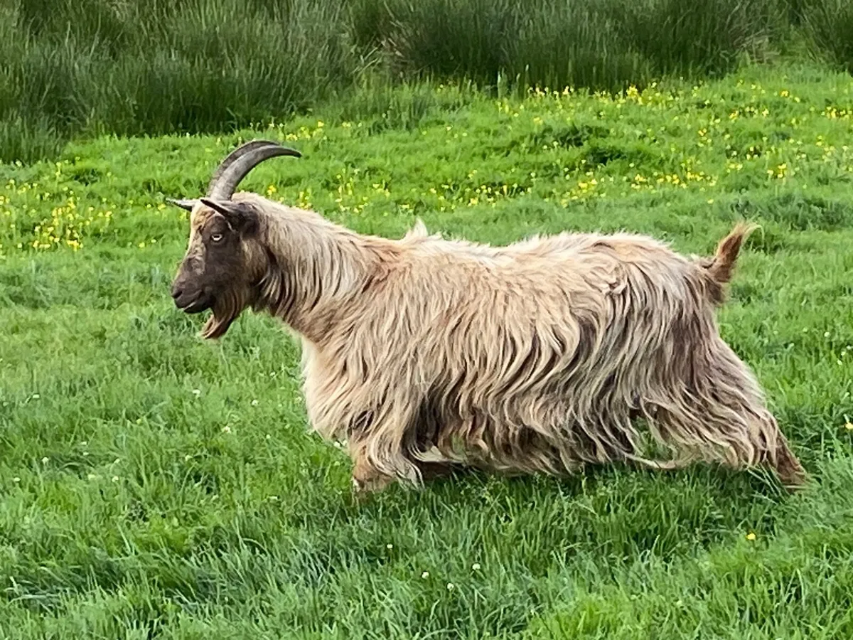 FEMALE NANNY GOAT FOR SALE ALSO GOATS AND KIDS - Image 2