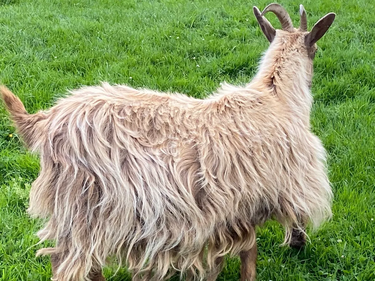 FEMALE NANNY GOAT FOR SALE ALSO GOATS AND KIDS - Image 4