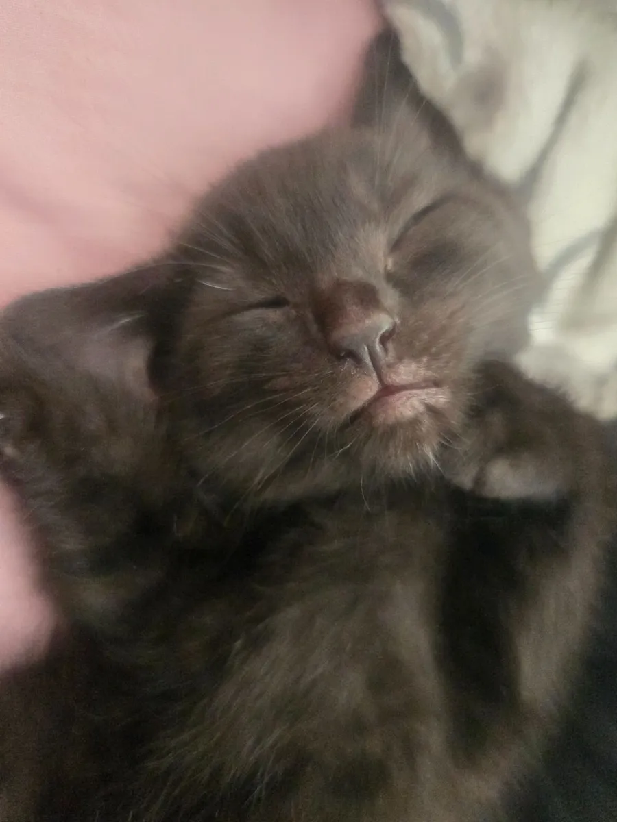 Maine Coon Kitten for sale - Image 1
