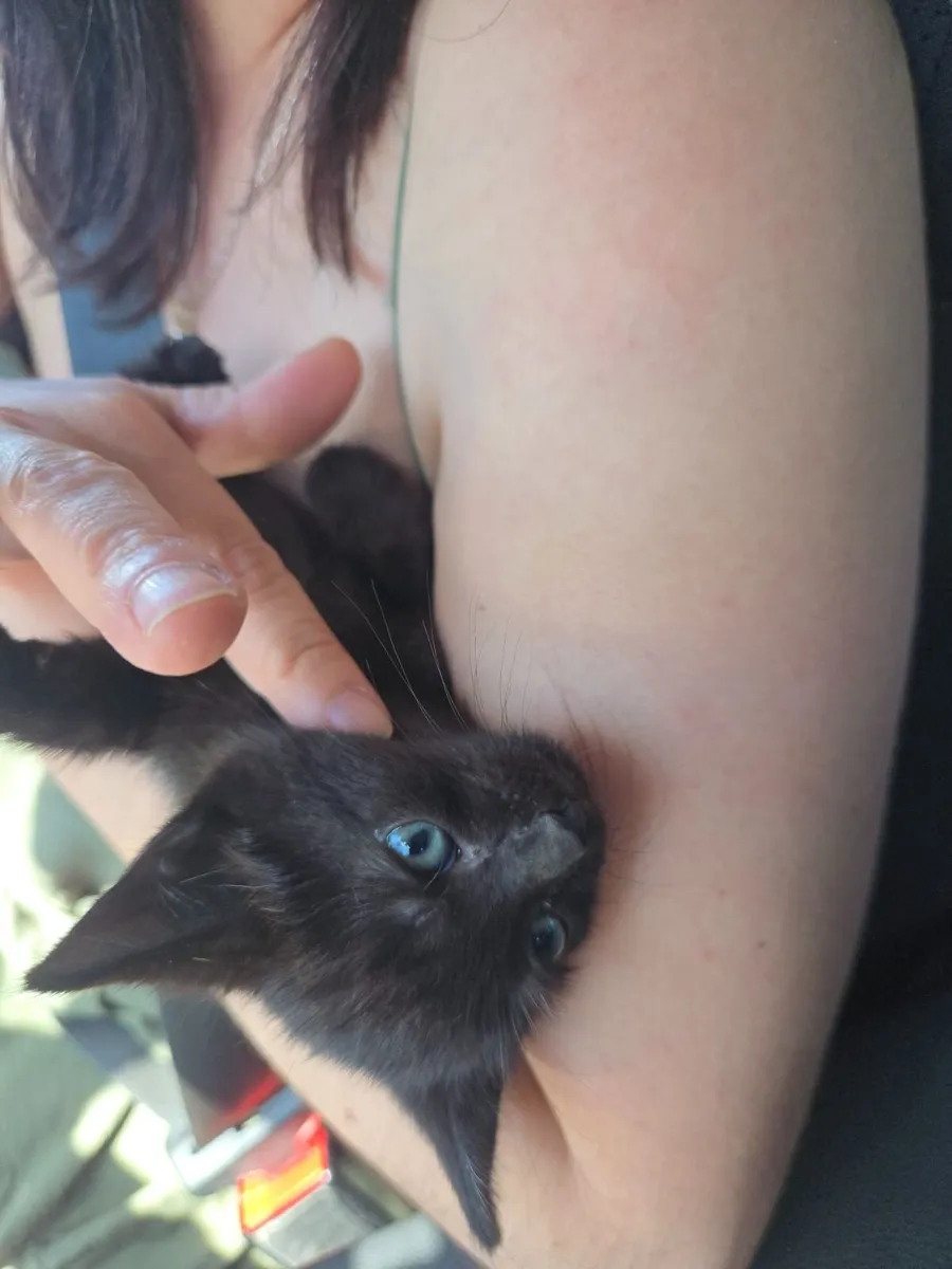 Maine Coon Kitten for sale - Image 2