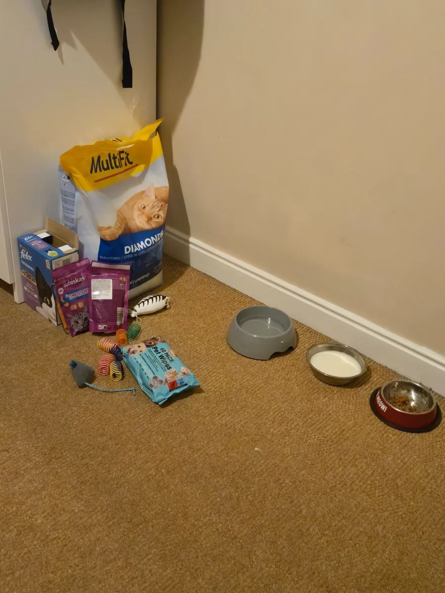 Maine Coon Kitten for sale - Image 4