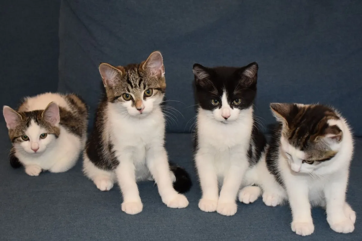 🐾 4 Gorgeous Female Kittens - Kilcock, Kildare - Image 1