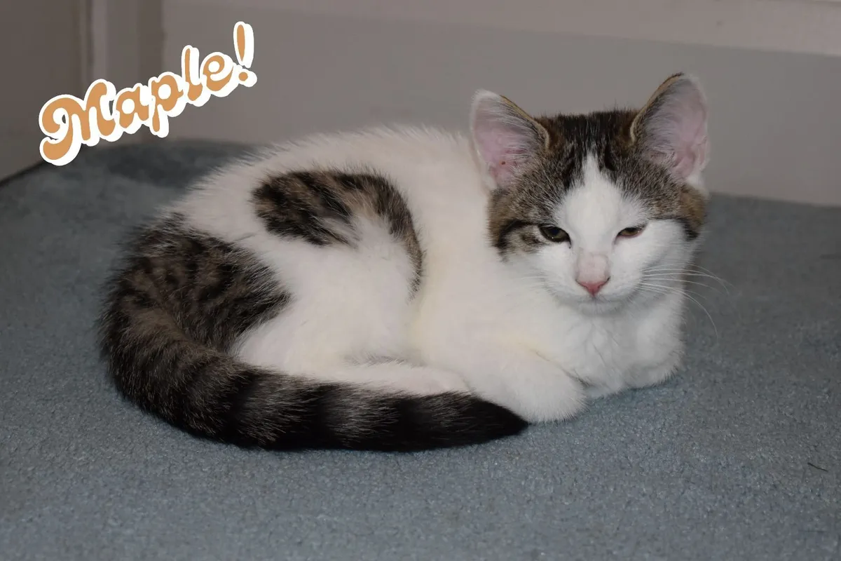 🐾 4 Gorgeous Female Kittens - Kilcock, Kildare - Image 4