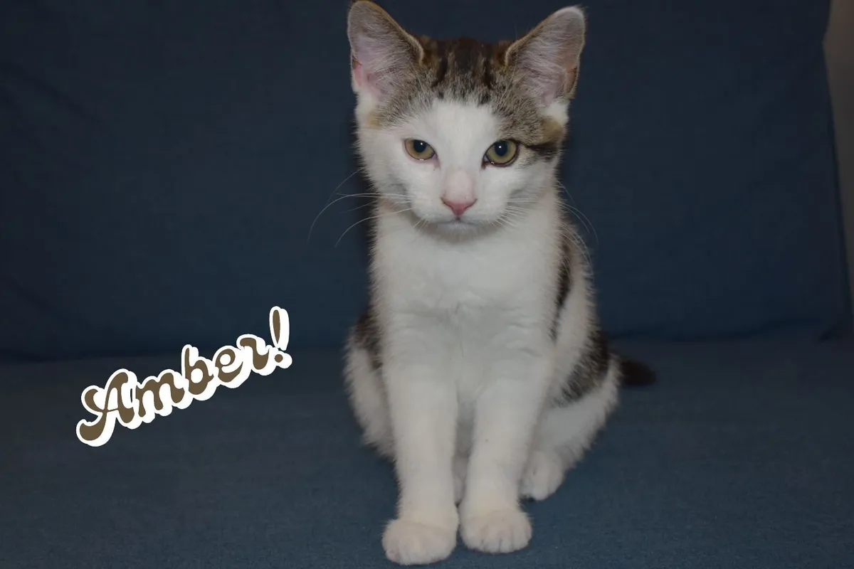 🐾 4 Gorgeous Female Kittens - Kilcock, Kildare - Image 2