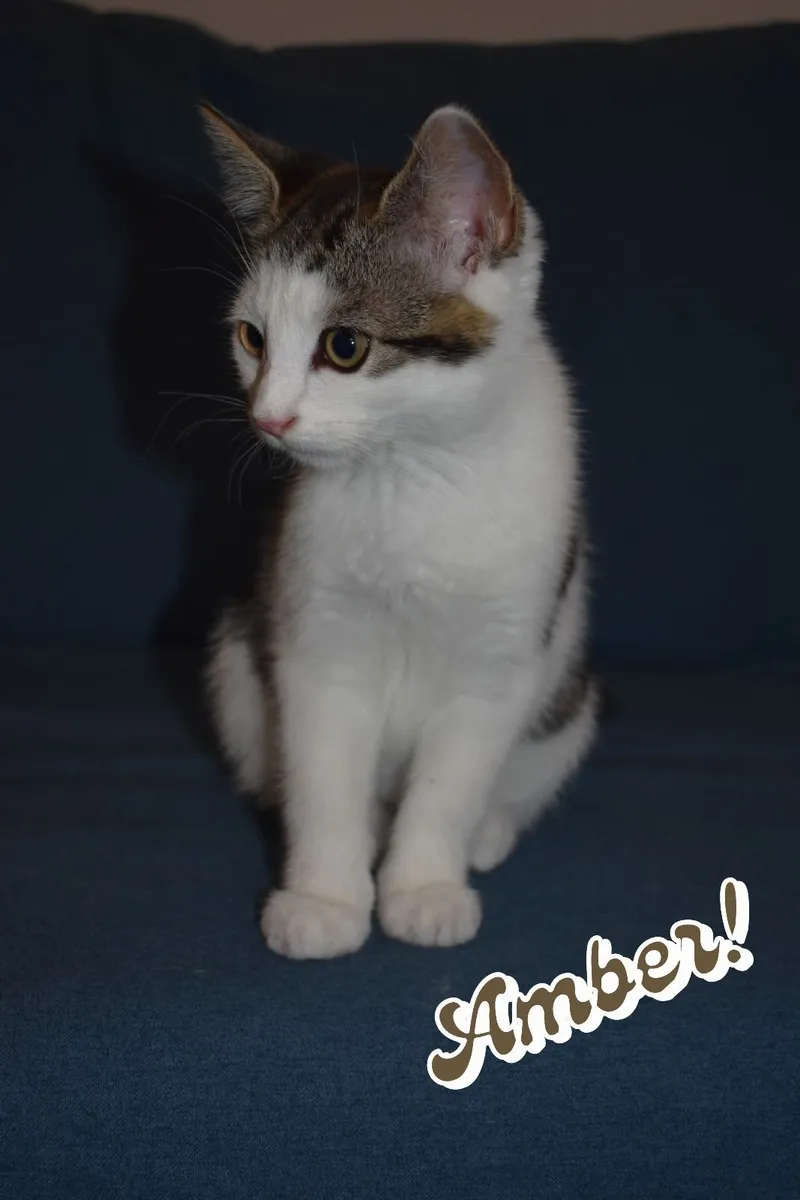 🐾 4 Gorgeous Female Kittens - Kilcock, Kildare - Image 3