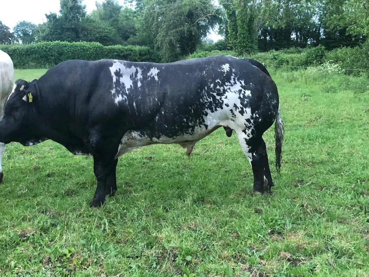 Hybrid bull - Image 2