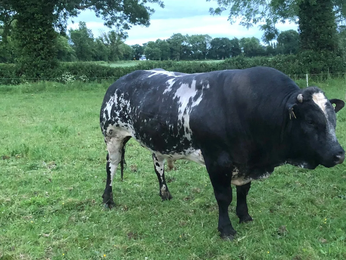Hybrid bull - Image 4