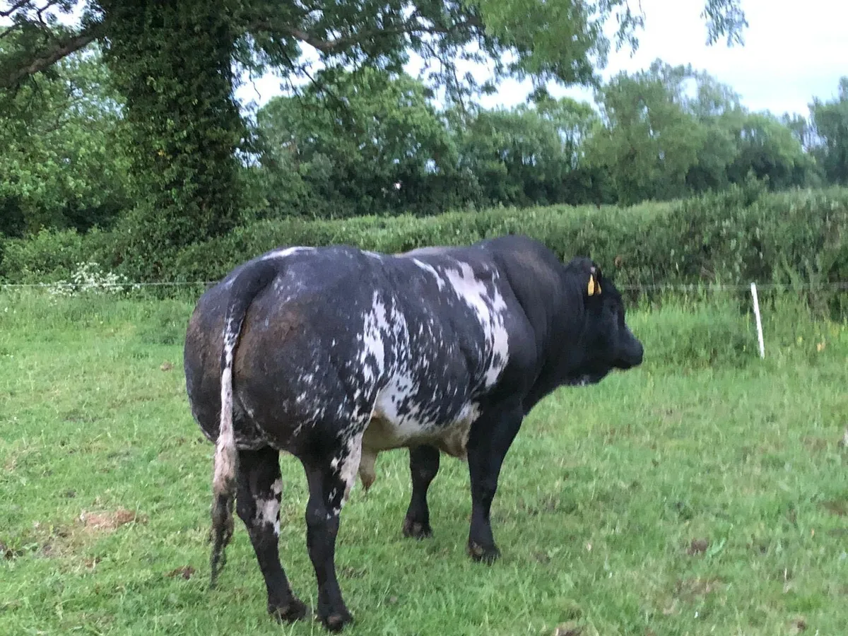 Hybrid bull - Image 1
